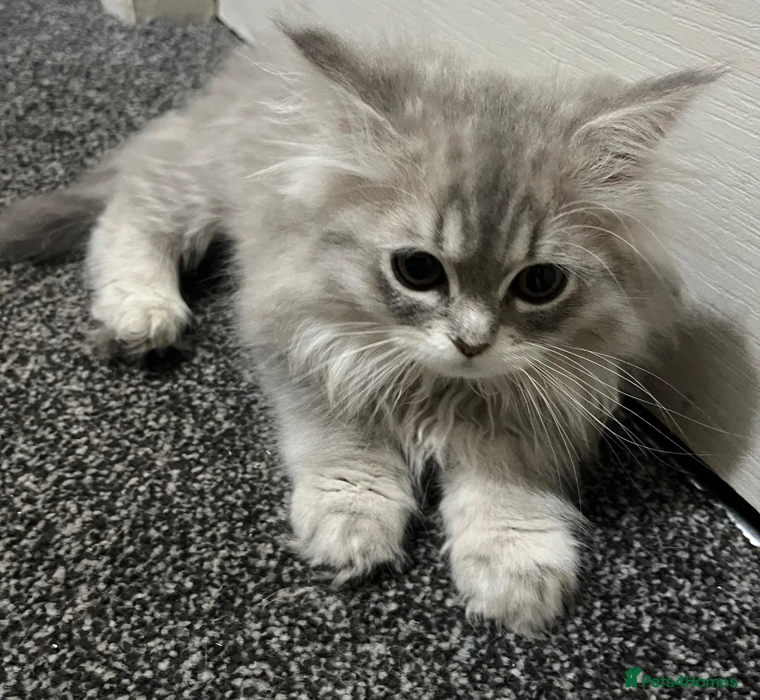 Persian cats for sale: Beautiful Persian kittens looking for loving homes - Advert 10