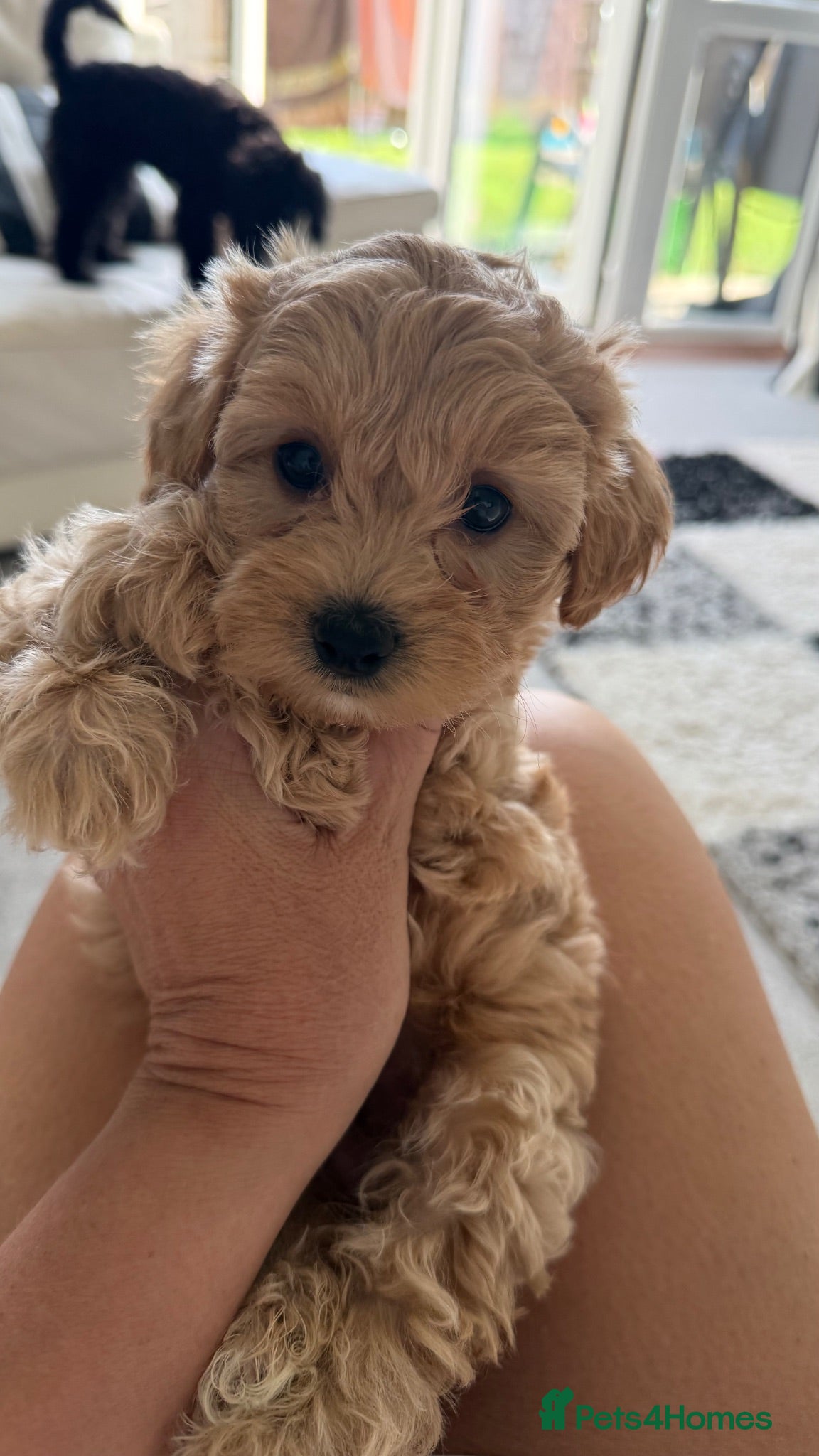 Maltipoo dogs Tiny Maltipoo puppies - Advert 9