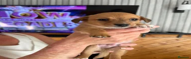Chiweenie 1