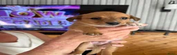 Chiweenie dogs for sale: Chihuahua cross dashcund puppies in Edinburgh - Advert 3