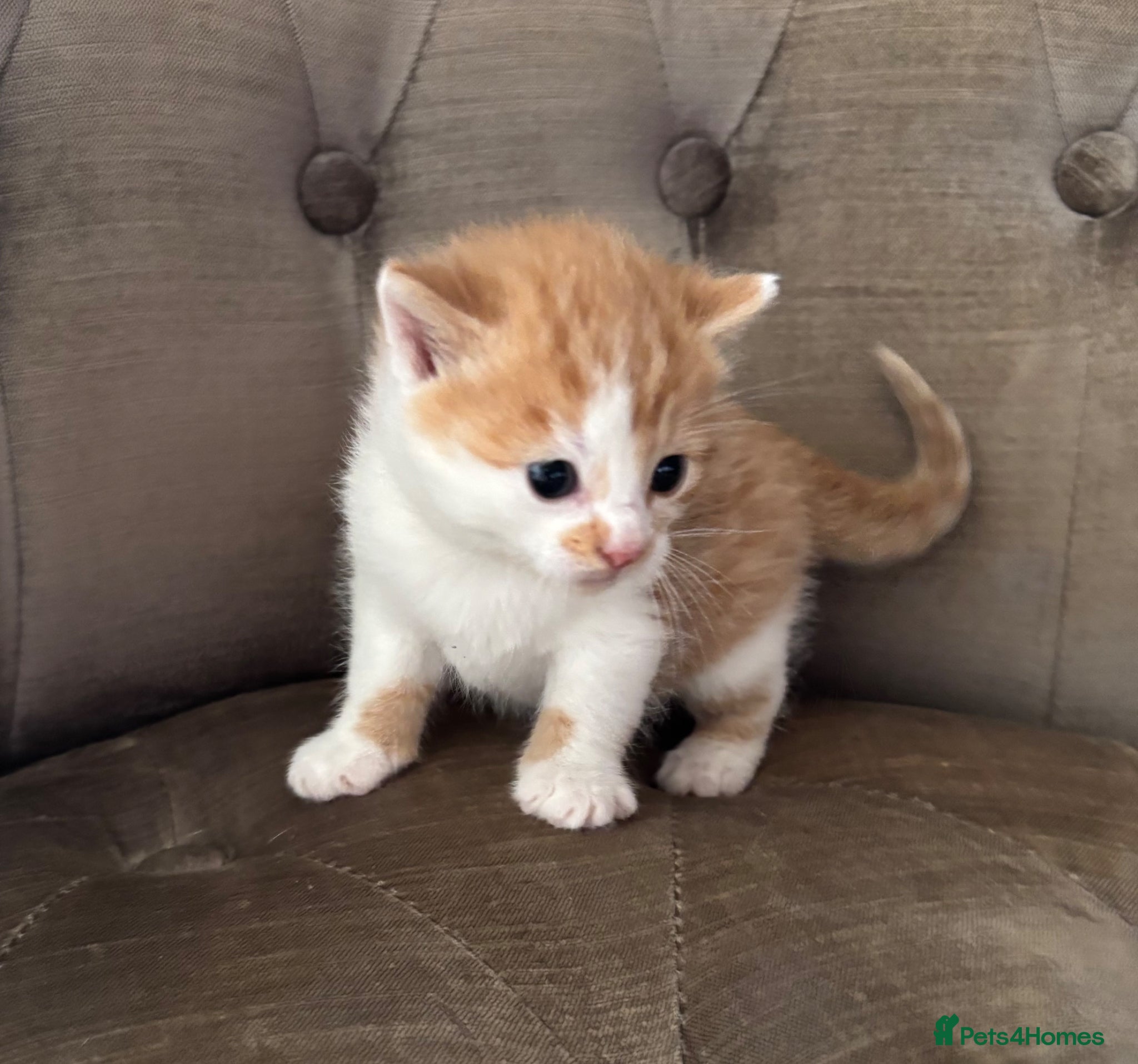 Mixed Breed cats Kittens 3 ginger/white MainecoonXbengal ready!🐈🐈 - Advert 1