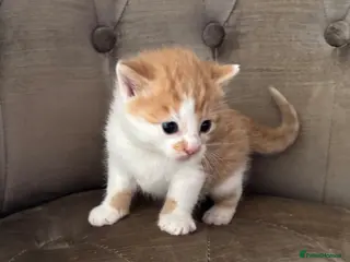 Mixed Breed cats Kittens 3 ginger/white MainecoonXbengal ready!🐈🐈 - Advert 1