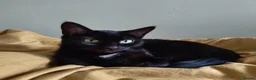 Domestic Shorthair cats for sale: Bonded pair of indoor girl cats - together only - Advert 20