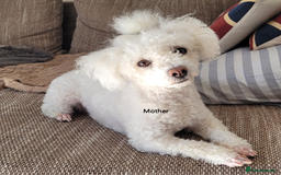 Mixed Breed dogs for sale: 🐶 Adorable La-Chon Puppies-Ready 1st December 🐶 - Image 21