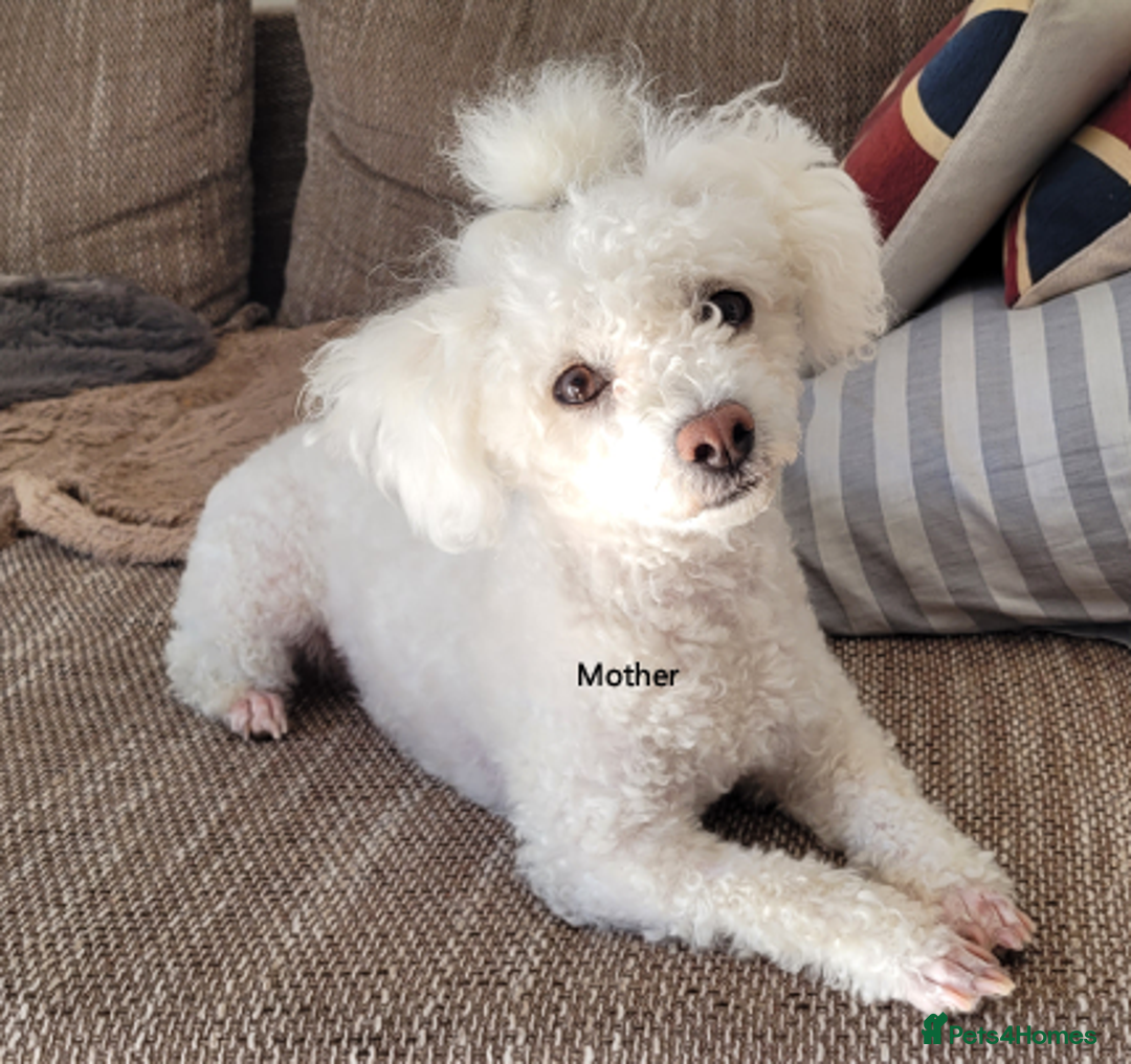 Mixed Breed dogs for sale: 🐶 Adorable La-Chon Puppies-Ready 1st December 🐶 - Image 21