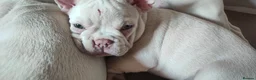French Bulldog dogs for sale: French Bulldog puppies - Advert 7