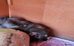 Guinea Pig rodents for sale: 2 seperated male guinea pigs - Image 4