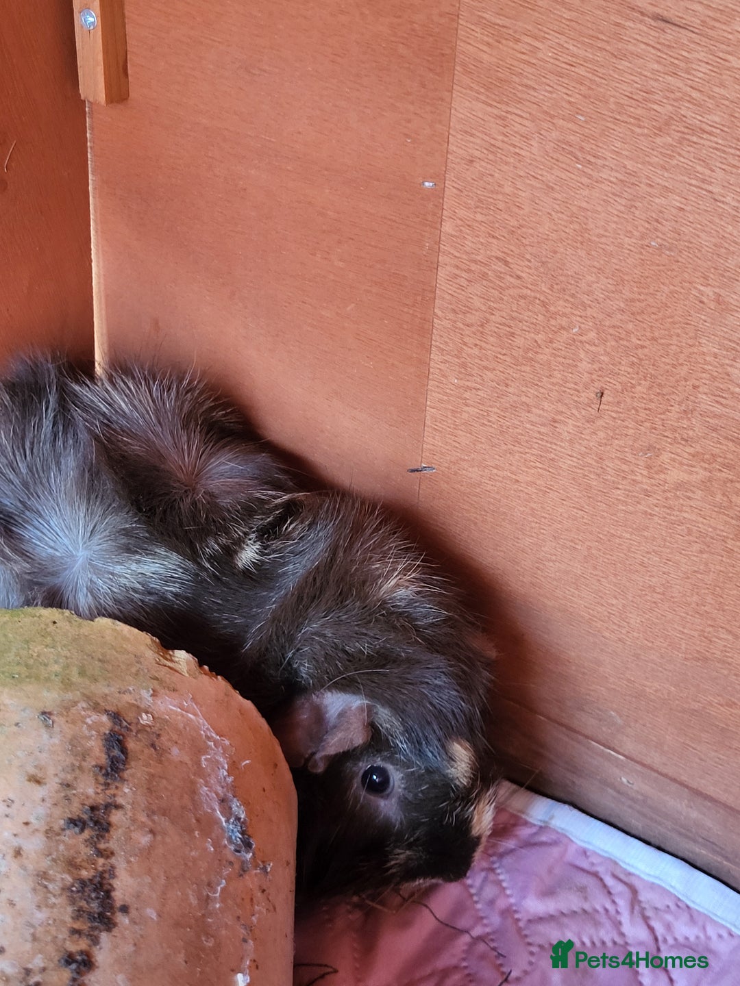 Guinea Pig rodents for sale: 2 seperated male guinea pigs - Image 4