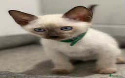 Siamese cats for sale: GCCF Registered Traditional Siamese Kittens  - Image 12