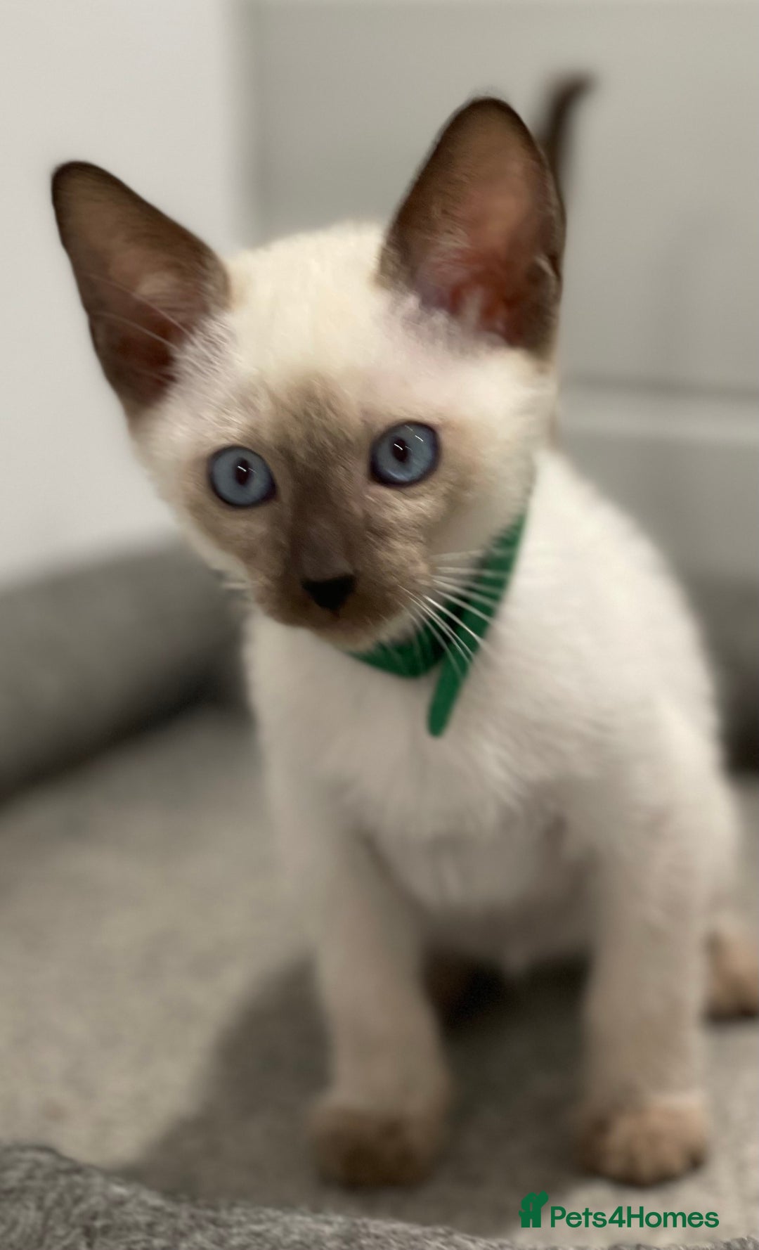 Siamese cats for sale: GCCF Registered Traditional Siamese Kittens  - Image 12