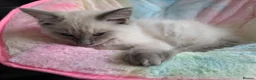 Ragdoll cats for sale: Stunning ragdoll kittens for sale.  - Advert 6