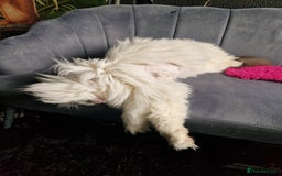 Ragdoll cats for sale: Gorgeous Ragdoll x Persian boy  - Image 11