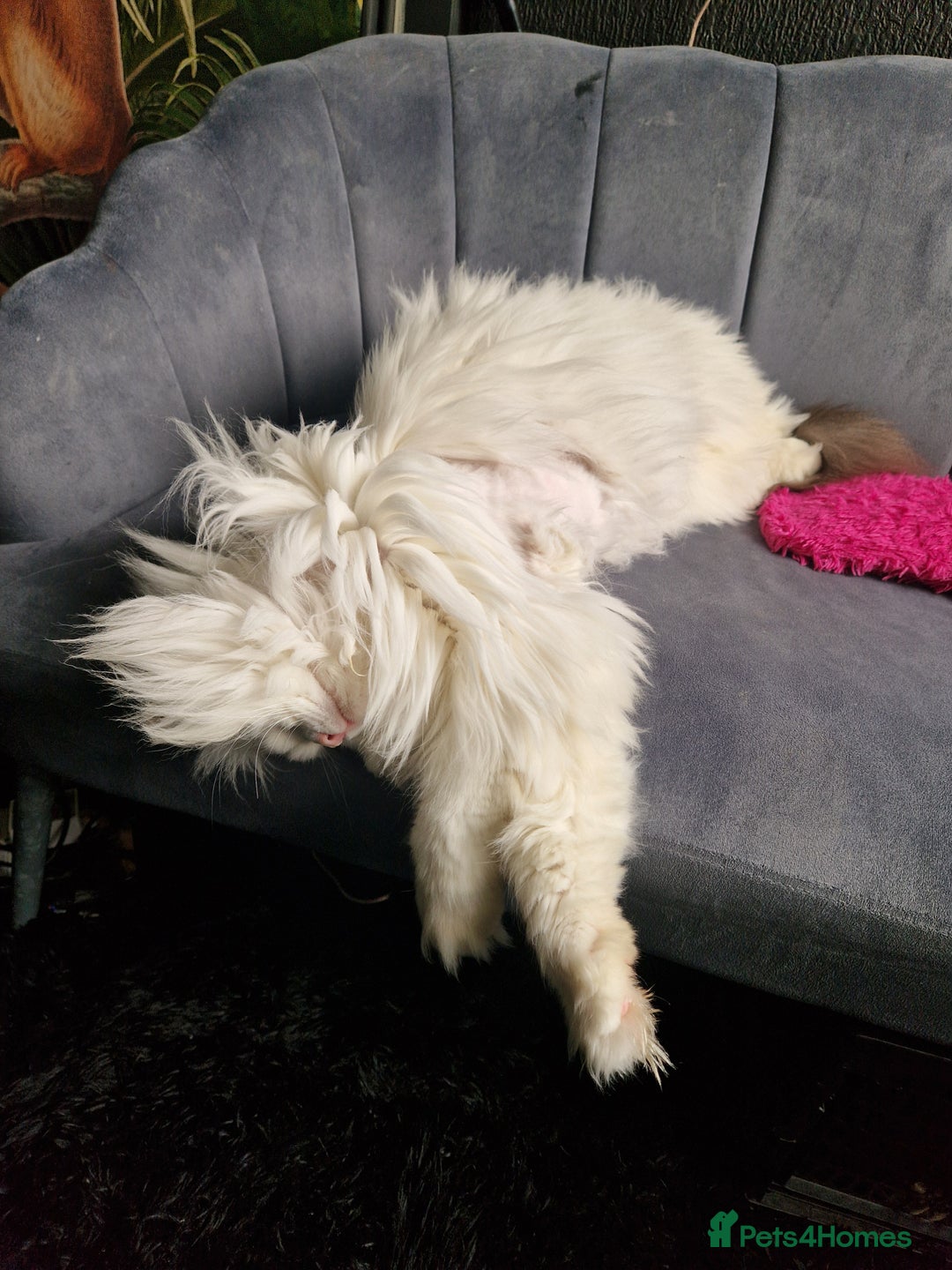 Ragdoll cats for sale: Gorgeous Ragdoll x Persian boy  - Image 11