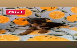 Mixed Breed dogs for sale: 3 beautiful yorkie Russell for sale  - Image 14