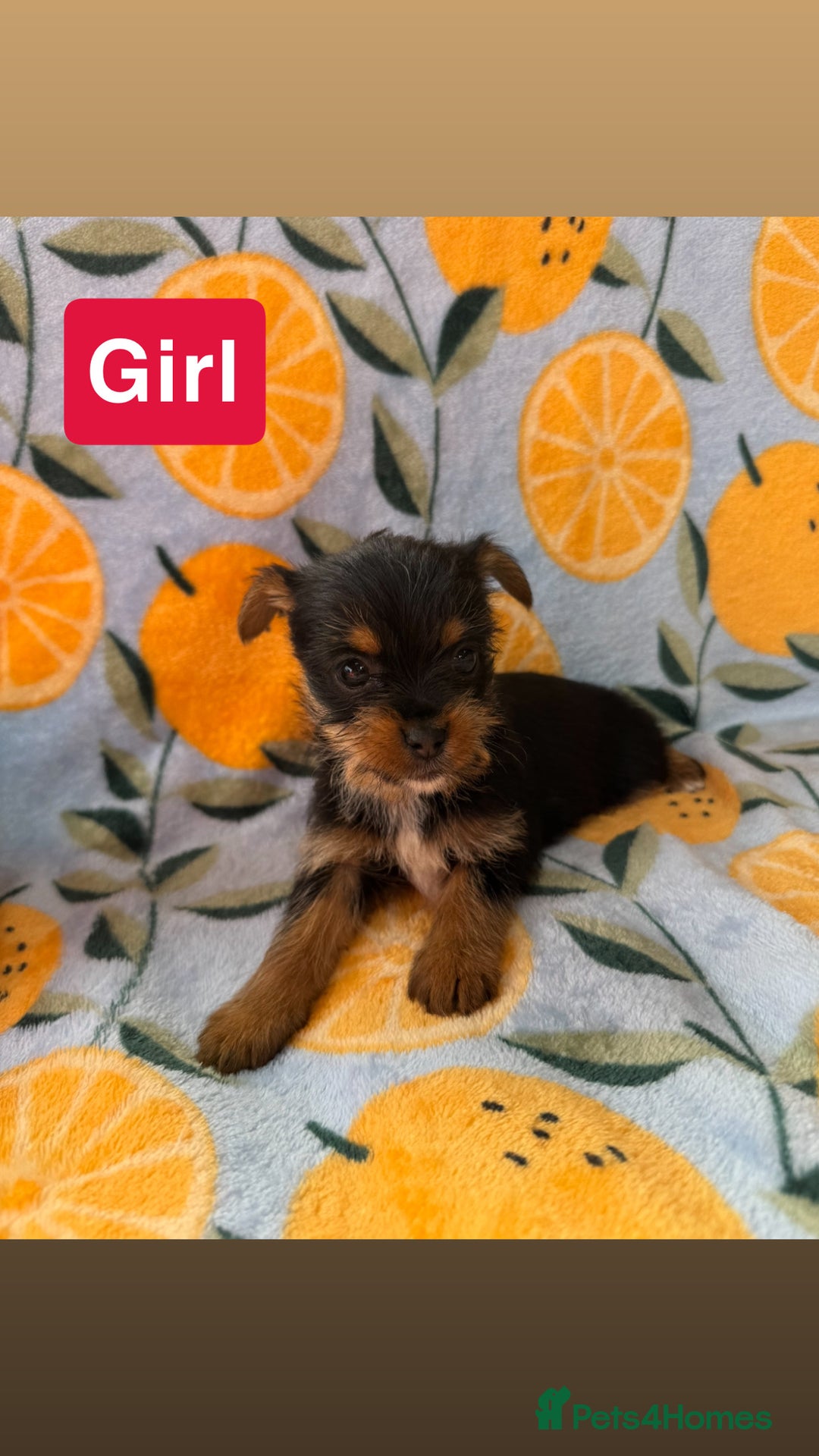 Mixed Breed dogs for sale: 3 beautiful yorkie Russell for sale  - Image 14