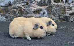 Guinea Pig rodents for sale: Californian Guinea pigs - Image 10