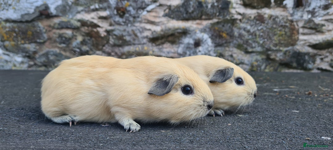 Guinea Pig rodents for sale: Californian Guinea pigs - Image 10