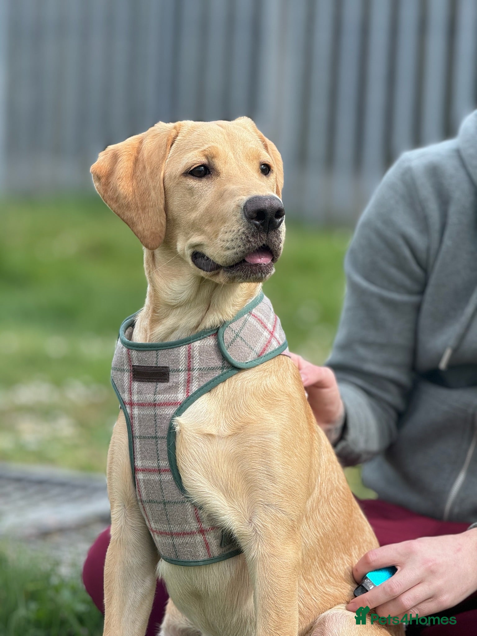 Labrador Retriever dogs Unfortunate rehoming - Advert 2