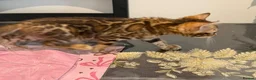 Bengal cats for sale: Top Quality Bengal Kittens (2 Boys, 1 Girl) - Advert 4