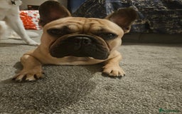 French Bulldog dogs for stud: Standard Fawn French Bulldog Stud. Silver Tested!! - Image 2