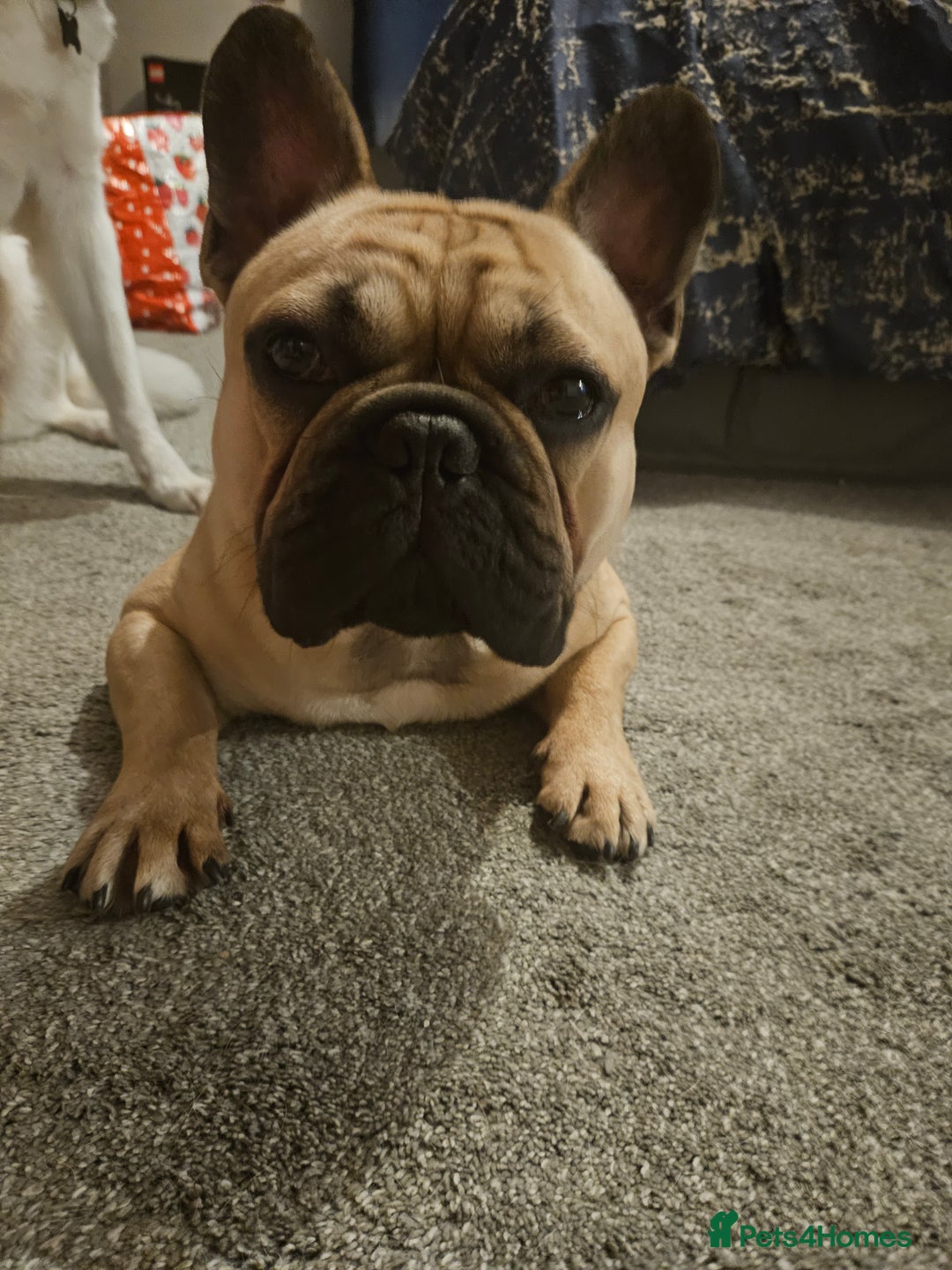 French Bulldog dogs for stud: Standard Fawn French Bulldog Stud. Silver Tested!! - Image 2