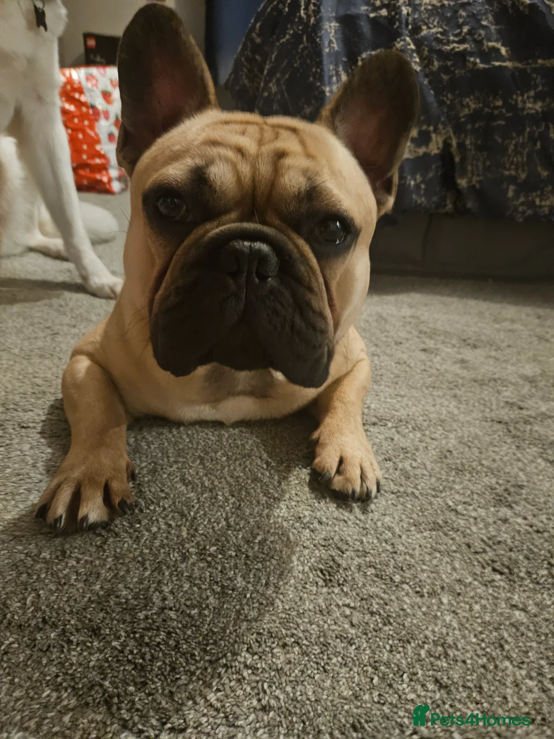 French Bulldog dogs for stud: Standard Fawn French Bulldog Stud. Silver Tested!! - Advert 2