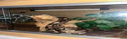 Python Snake reptiles for sale: Royal python snake  in Dewsbury - Advert 1