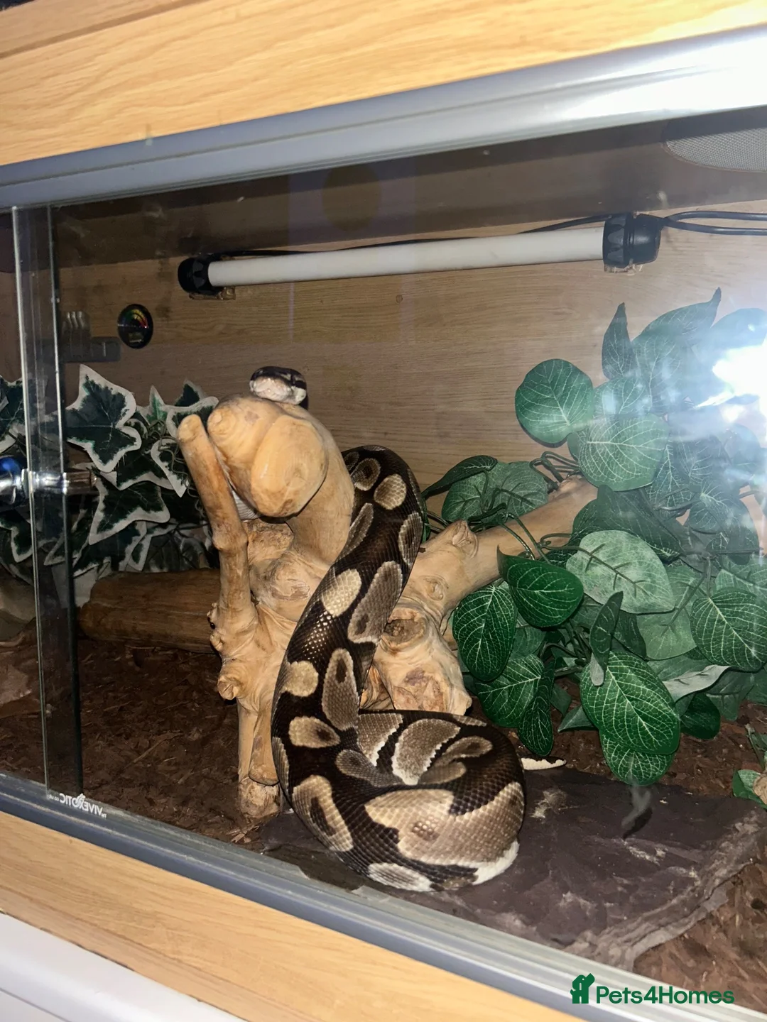 Python Snake reptiles for sale: Royal python snake  in Dewsbury - Advert 1