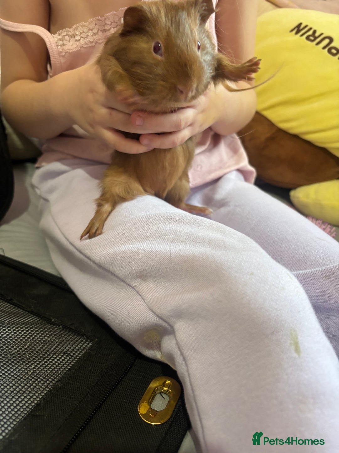 Guinea Pig rodents for sale: Baby piggies - Advert 6