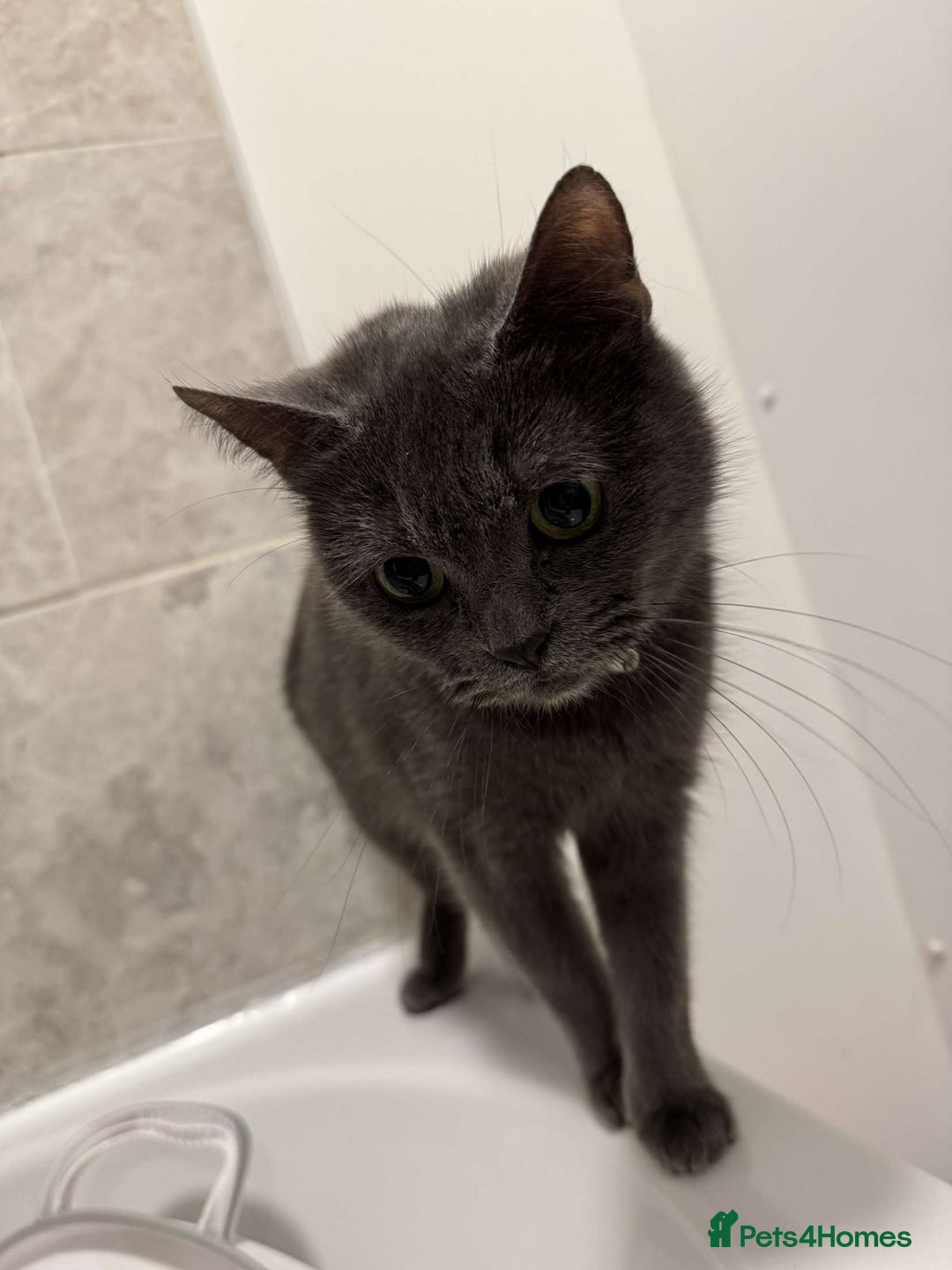 Russian Blue cats for sale: Nala  - Image 3
