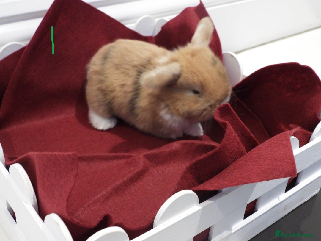 Mini Lop rabbits for sale: Adorable Purebred Baby Mini Lops - Image 8