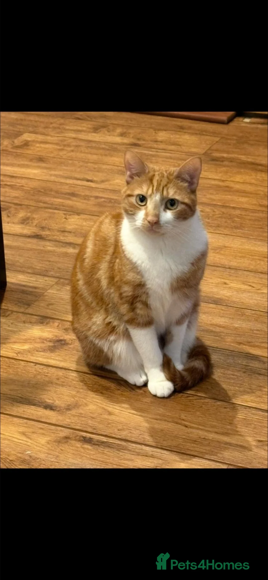 Mixed Breed cats for sale: 2 male cats for sale  - Advert 1
