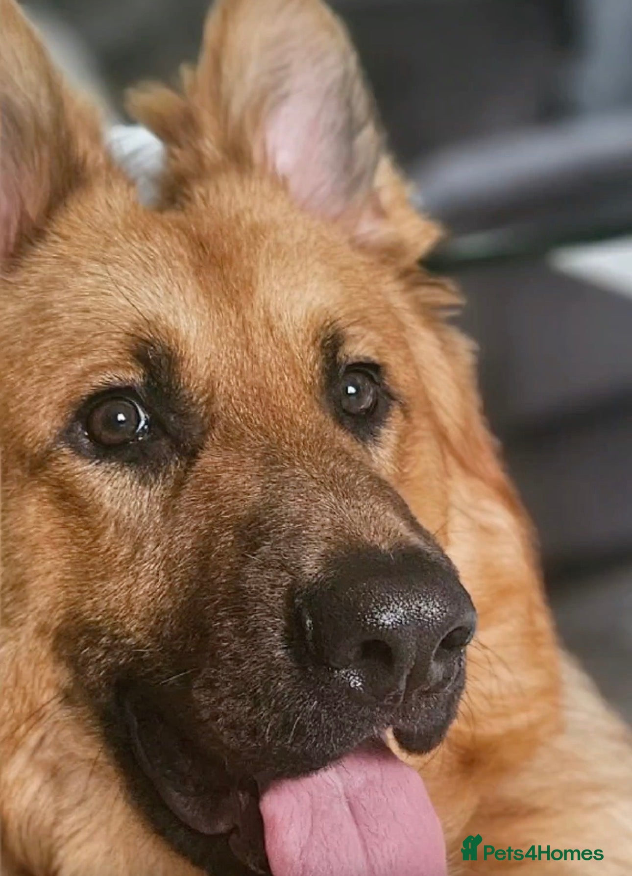 German Shepherd dogs 2 year old German Shepherd dog in Shipley - Advert 1