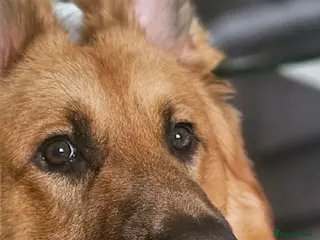 German Shepherd dogs 2 year old German Shepherd dog in Shipley - Advert 1