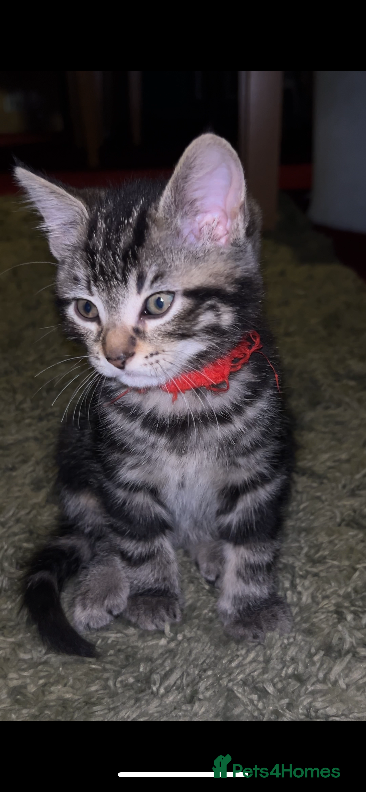 Mixed Breed cats Male Pure Tabby Kitten in Gloucester - Advert 1