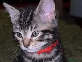 Mixed Breed cats Male Pure Tabby Kitten in Gloucester - Advert 1