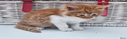 Mixed Breed cats for sale: Kittens for sale  - Advert 16