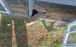 Dwarf Lop rabbits for sale: 2 female rabbits  - Advert 5