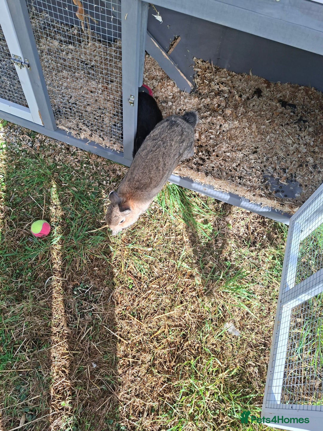 Dwarf Lop rabbits for sale: 2 female rabbits  - Advert 5