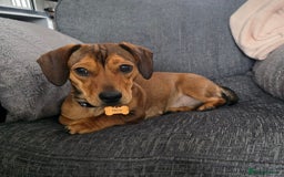 Dachshund dogs for sale: Dachshund x - Advert 1