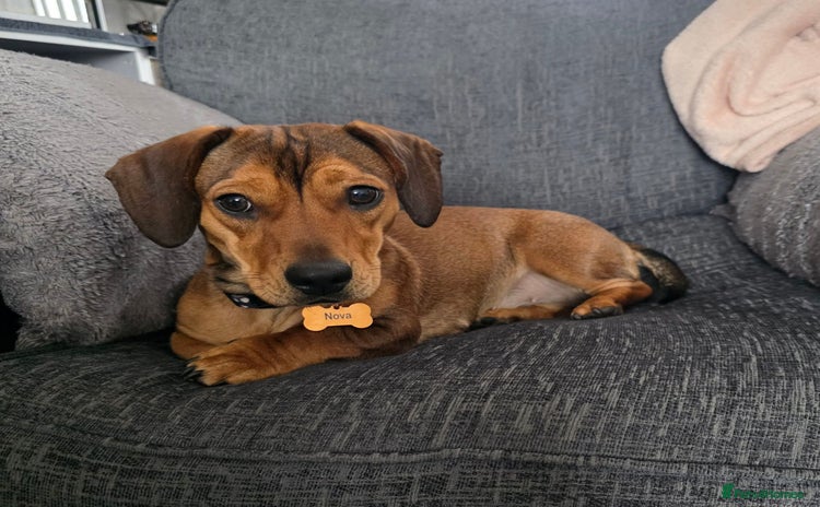 Dachshund dogs Dachshund x - Advert 1