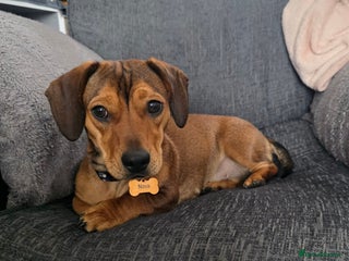 Dachshund dogs for sale: Dachshund x - Advert 1