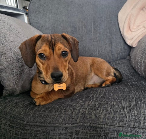 Dachshund dogs Dachshund x - Advert 1