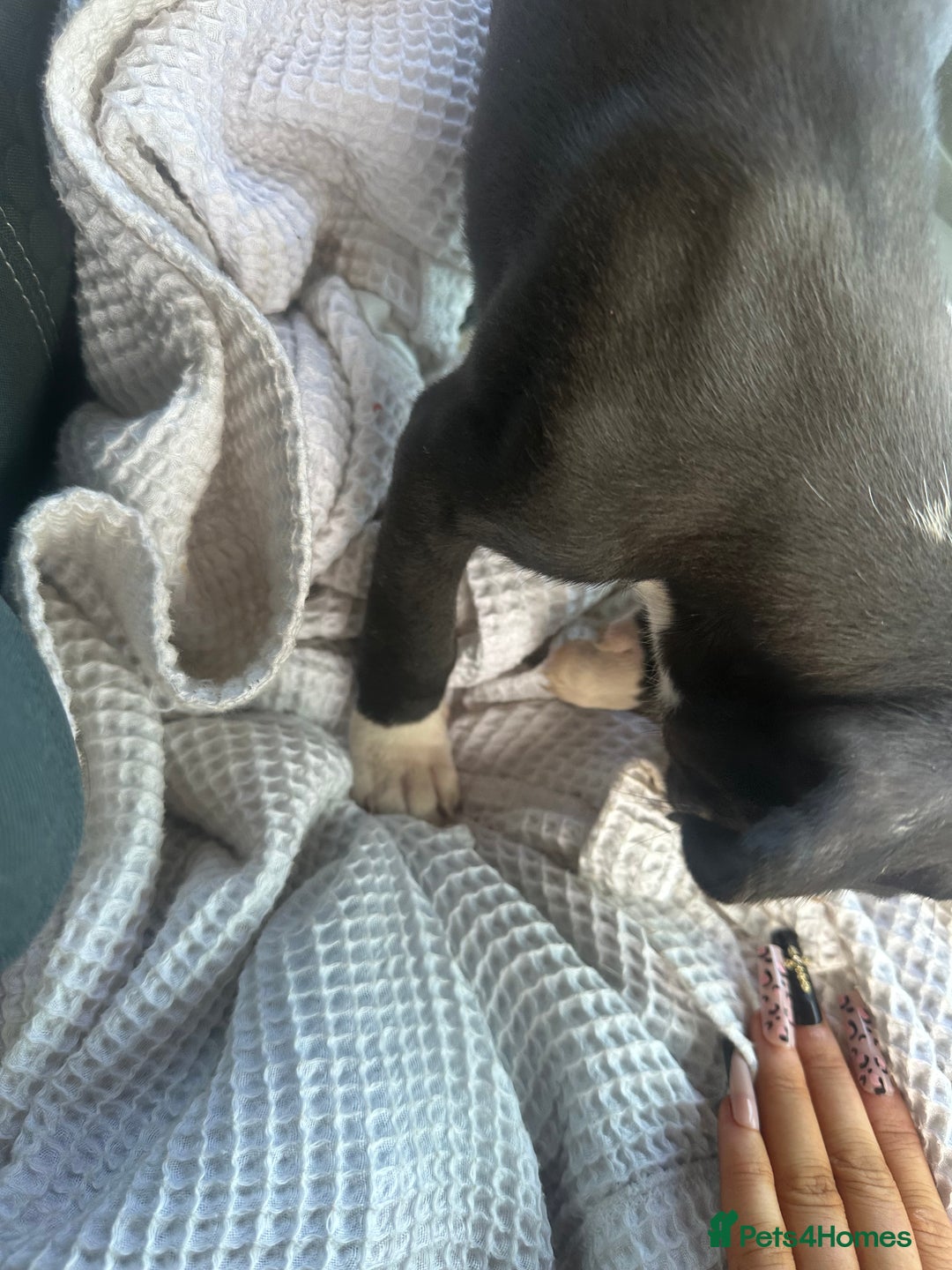Mixed Breed dogs for sale: Cane corso x staff puppies  - Image 35