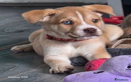 Mixed Breed dogs for sale: Akita mix - Image 1