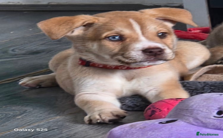 Mixed Breed dogs - Advert 2