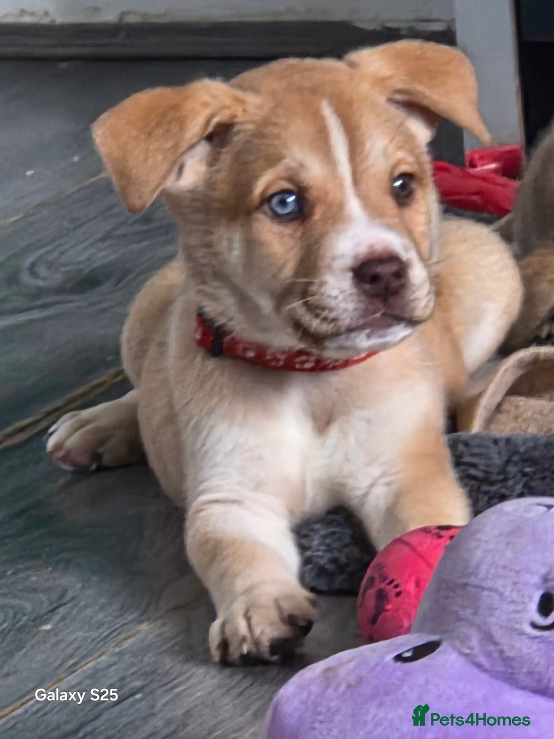 Mixed Breed dogs for sale: Akita mix - Image 1