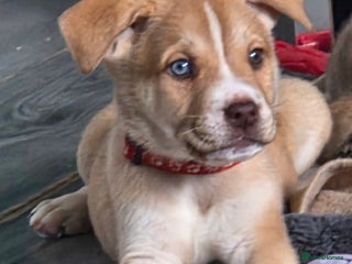 Mixed Breed dogs - Advert 12