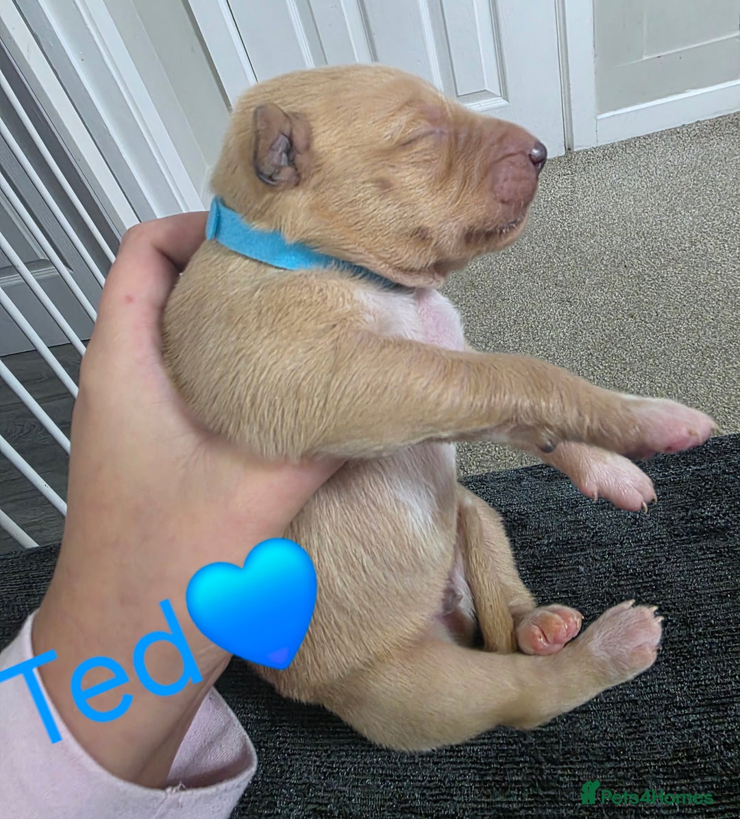 Mixed Breed dogs for sale: Saluki collie bull whippet greyhound pups - Advert 1