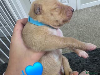 Mixed Breed dogs Saluki collie bull whippet greyhound pups - Advert 1